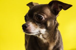 Chihuahua Cabeza de venado