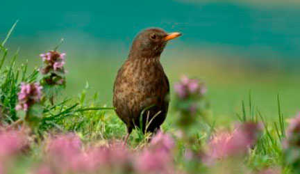 Pájaro agonizando