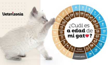 ¿Cómo saber la edad de un gato?