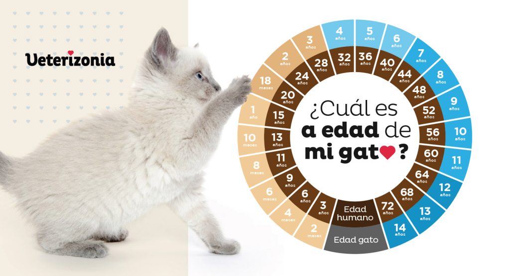 ¿Cómo saber la edad de un gato?