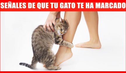 Cómo saber si un gato te considera su madre: Descubre las señales