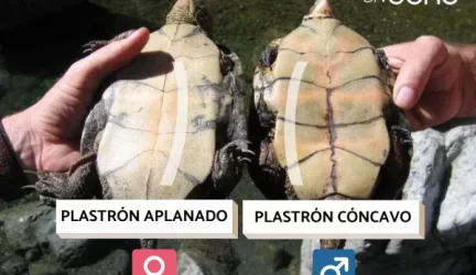 Como saber si una tortuga es macho o hembra?